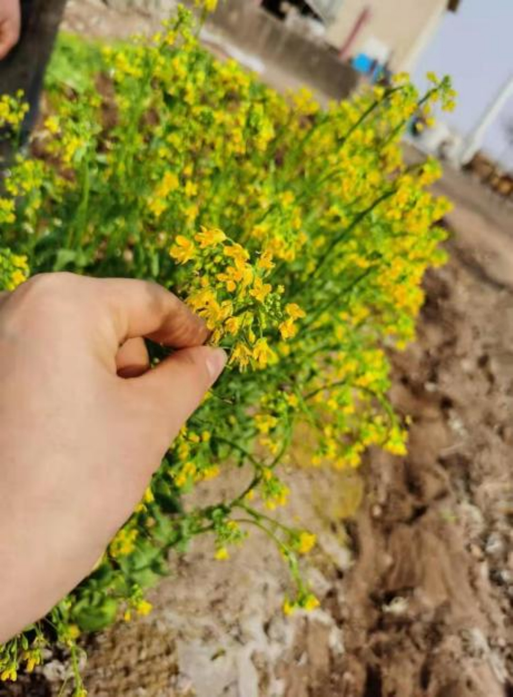 1617271890427212.jpg 37.jpg